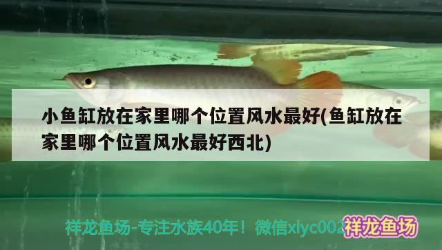 小魚缸放在家里哪個位置風(fēng)水最好(魚缸放在家里哪個位置風(fēng)水最好西北)