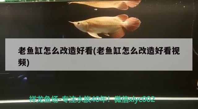 老魚缸怎么改造好看(老魚缸怎么改造好看視頻) 女王大帆魚苗