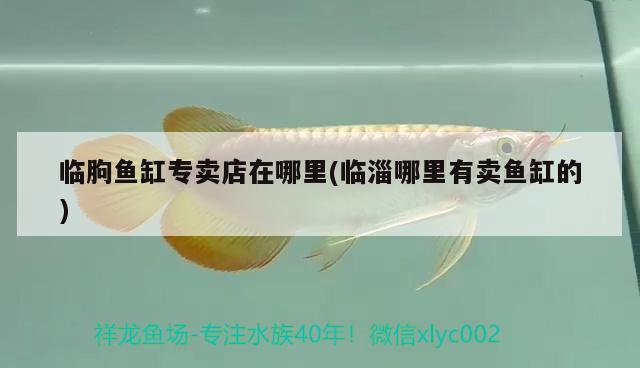 臨朐魚缸專賣店在哪里(臨淄哪里有賣魚缸的) 朱巴利魚苗