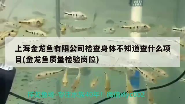 上海金龍魚有限公司檢查身體不知道查什么項目(金龍魚質量檢驗崗位) 狗仔（招財貓)魚苗