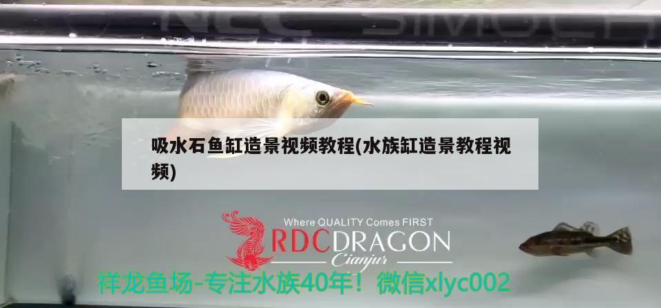 吸水石魚缸造景視頻教程(水族缸造景教程視頻)