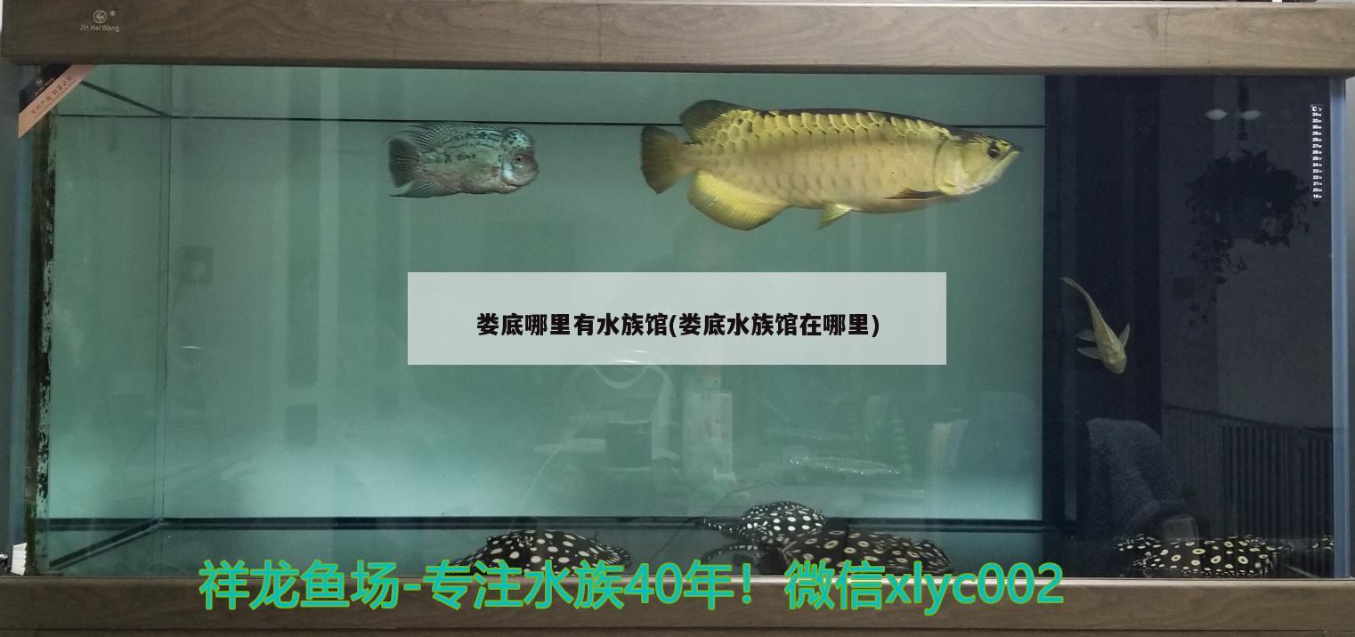 婁底哪里有水族館(婁底水族館在哪里) 大日玉鯖魚