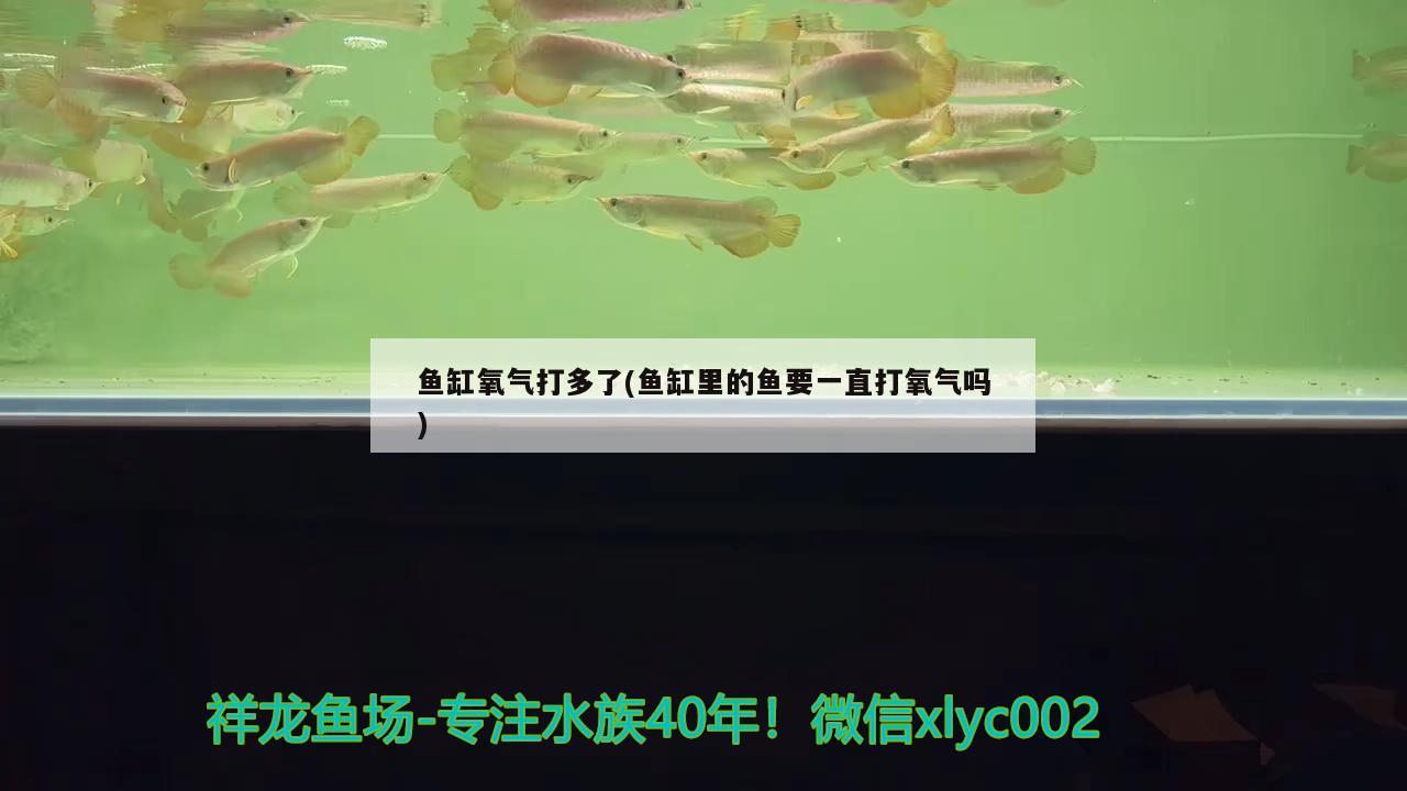 魚缸氧氣打多了(魚缸里的魚要一直打氧氣嗎) 胭脂孔雀龍魚