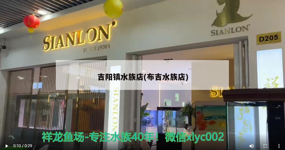 吉陽鎮(zhèn)水族店(布吉水族店) 白化火箭