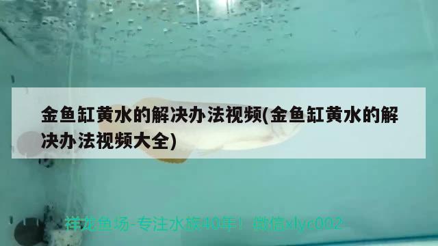 金魚缸黃水的解決辦法視頻(金魚缸黃水的解決辦法視頻大全)