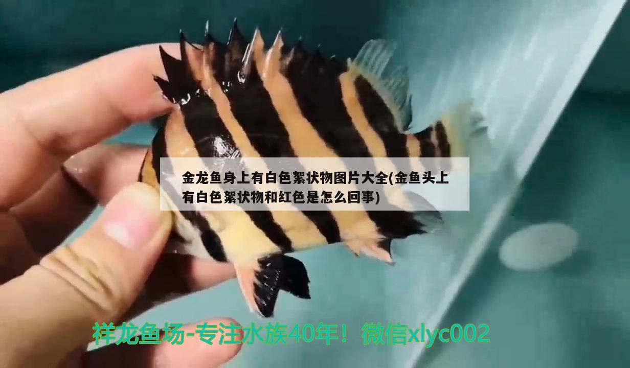 金龍魚身上有白色絮狀物圖片大全(金魚頭上有白色絮狀物和紅色是怎么回事)