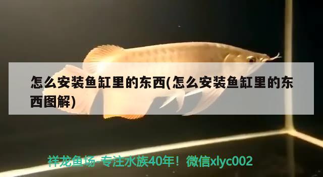 怎么安裝魚缸里的東西(怎么安裝魚缸里的東西圖解) 斑馬鴨嘴魚苗