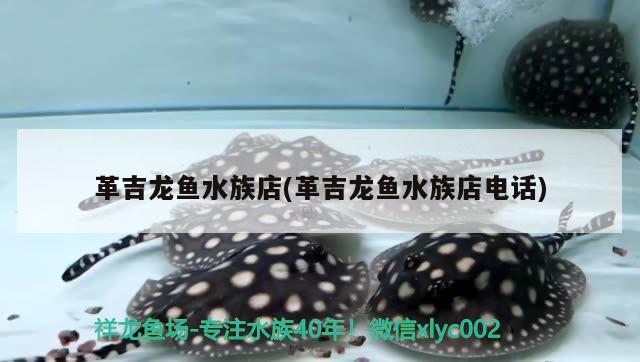 革吉龍魚水族店(革吉龍魚水族店電話) 巴卡雷龍魚