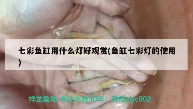 七彩魚缸用什么燈好觀賞(魚缸七彩燈的使用)