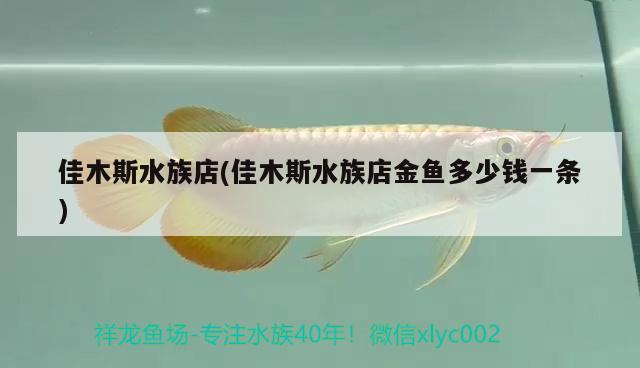 佳木斯水族店(佳木斯水族店金魚(yú)多少錢(qián)一條) 金頭過(guò)背金龍魚(yú)