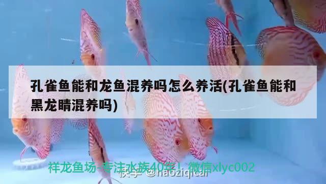 孔雀魚能和龍魚混養(yǎng)嗎怎么養(yǎng)活(孔雀魚能和黑龍睛混養(yǎng)嗎) 虎魚百科