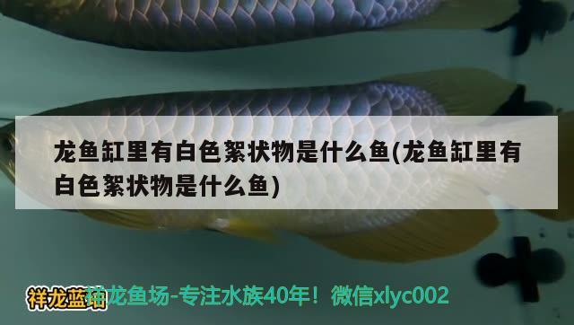 龍魚缸里有白色絮狀物是什么魚(龍魚缸里有白色絮狀物是什么魚) 玫瑰銀版魚