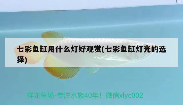 七彩魚(yú)缸用什么燈好觀賞(七彩魚(yú)缸燈光的選擇)