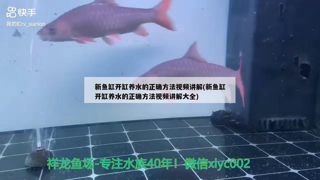 新魚缸開缸養(yǎng)水的正確方法視頻講解(新魚缸開缸養(yǎng)水的正確方法視頻講解大全)