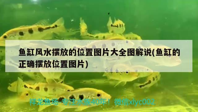 魚缸風(fēng)水?dāng)[放的位置圖片大全圖解說(魚缸的正確擺放位置圖片) 魚缸風(fēng)水