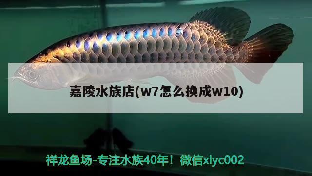 嘉陵水族店(w7怎么換成w10) 短身紅龍魚