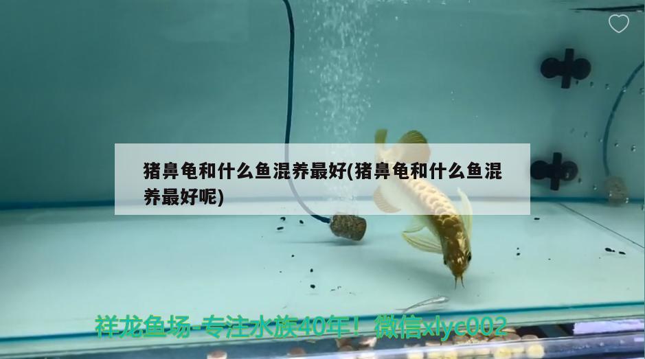 豬鼻龜和什么魚混養(yǎng)最好(豬鼻龜和什么魚混養(yǎng)最好呢)