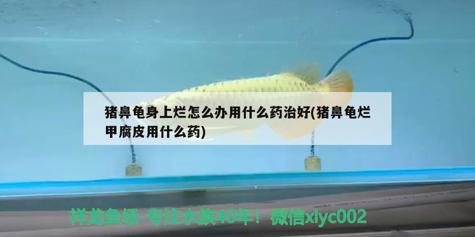 豬鼻龜身上爛怎么辦用什么藥治好(豬鼻龜爛甲腐皮用什么藥)