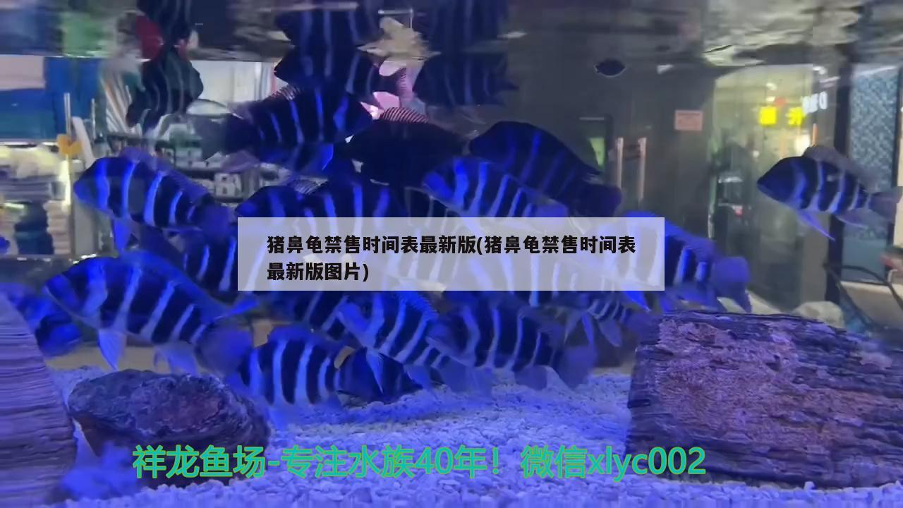 豬鼻龜禁售時間表最新版(豬鼻龜禁售時間表最新版圖片) 豬鼻龜百科