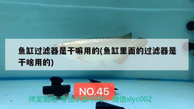 魚缸過濾器是干嘛用的(魚缸里面的過濾器是干啥用的) 魚缸風水