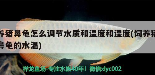 養(yǎng)豬鼻龜怎么調(diào)節(jié)水質(zhì)和溫度和濕度(飼養(yǎng)豬鼻龜?shù)乃疁? 豬鼻龜百科