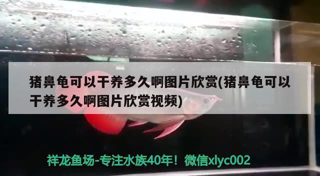 豬鼻龜可以干養(yǎng)多久啊圖片欣賞(豬鼻龜可以干養(yǎng)多久啊圖片欣賞視頻)