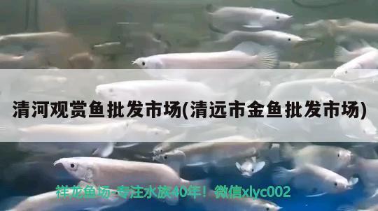 清河觀賞魚批發(fā)市場(清遠市金魚批發(fā)市場) 觀賞魚批發(fā)