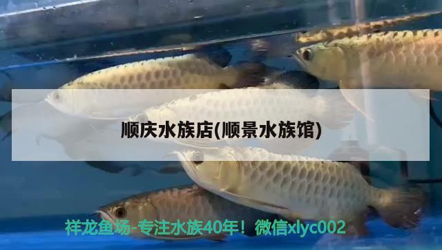 順慶水族店(順景水族館) 巴西亞魚苗