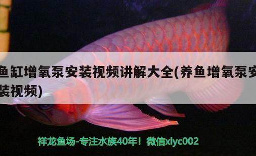 魚缸增氧泵安裝視頻講解大全(養(yǎng)魚增氧泵安裝視頻) 魚缸風(fēng)水