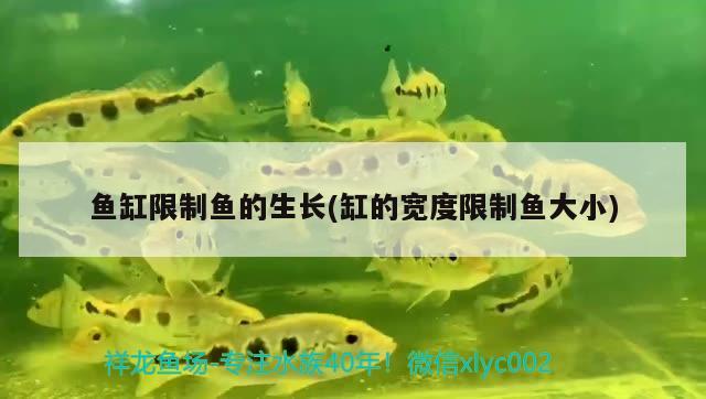 魚缸限制魚的生長(缸的寬度限制魚大小)