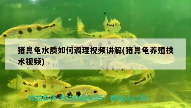 豬鼻龜水質(zhì)如何調(diào)理視頻講解(豬鼻龜養(yǎng)殖技術(shù)視頻) 豬鼻龜