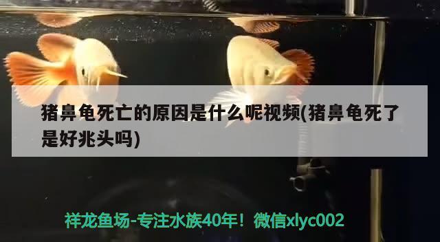 豬鼻龜死亡的原因是什么呢視頻(豬鼻龜死了是好兆頭嗎) 豬鼻龜百科