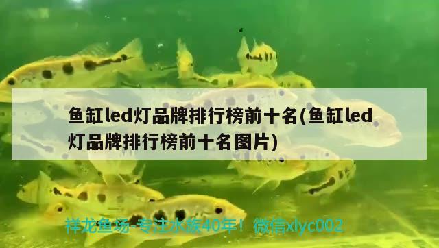 魚缸led燈品牌排行榜前十名(魚缸led燈品牌排行榜前十名圖片) 魚缸風水