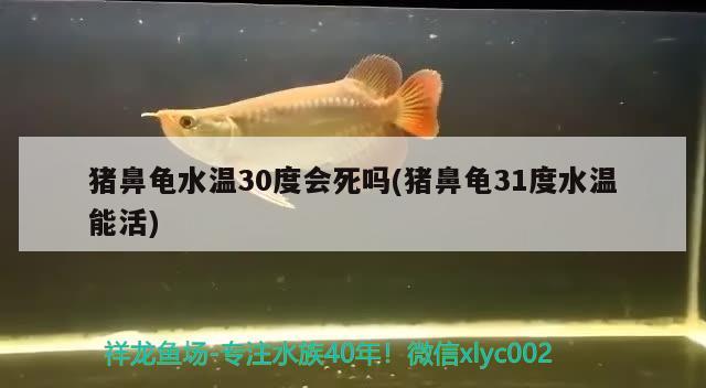 豬鼻龜水溫30度會死嗎(豬鼻龜31度水溫能活) 豬鼻龜百科