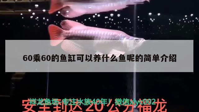 60乘60的魚缸可以養(yǎng)什么魚呢的簡單介紹 魚缸風水