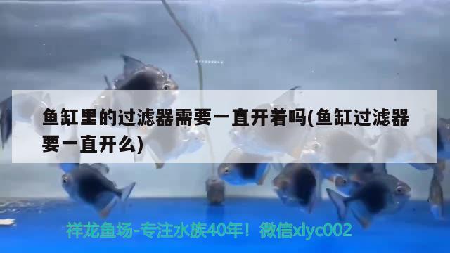 魚缸里的過濾器需要一直開著嗎(魚缸過濾器要一直開么) 魚缸風(fēng)水