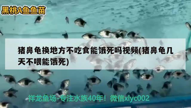 豬鼻龜換地方不吃食能餓死嗎視頻(豬鼻龜幾天不喂能餓死) 豬鼻龜