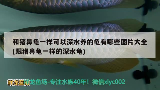 和豬鼻龜一樣可以深水養(yǎng)的龜有哪些圖片大全(跟豬鼻龜一樣的深水龜) 豬鼻龜百科