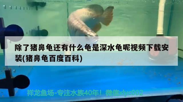 除了豬鼻龜還有什么龜是深水龜呢視頻下載安裝(豬鼻龜百度百科)