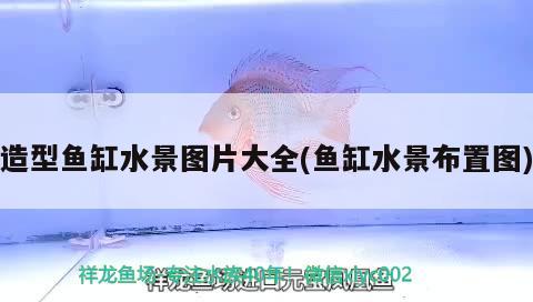 造型魚缸水景圖片大全(魚缸水景布置圖) 魚缸風(fēng)水