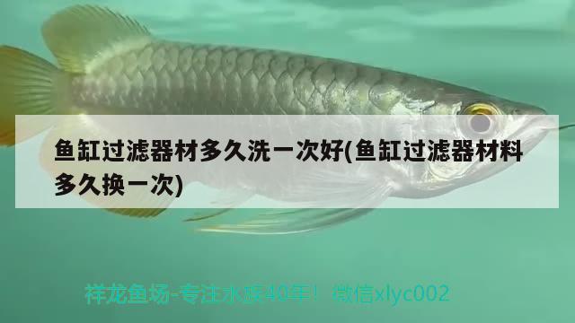 魚(yú)缸過(guò)濾器材多久洗一次好(魚(yú)缸過(guò)濾器材料多久換一次) 魚(yú)缸風(fēng)水