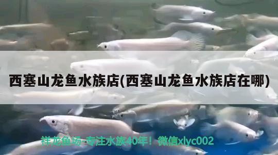 西塞山龍魚水族店(西塞山龍魚水族店在哪) 恐龍王魚