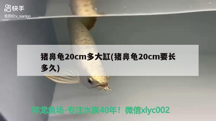 豬鼻龜20cm多大缸(豬鼻龜20cm要長多久)