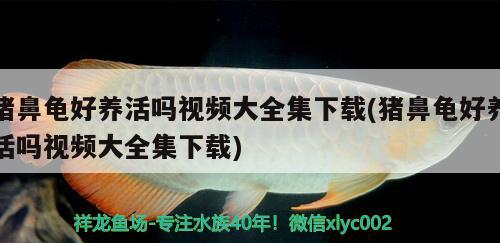 豬鼻龜好養(yǎng)活嗎視頻大全集下載(豬鼻龜好養(yǎng)活嗎視頻大全集下載) 豬鼻龜