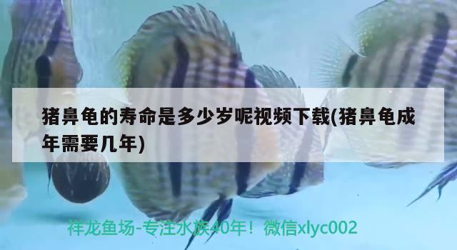 豬鼻龜?shù)膲勖嵌嗌贇q呢視頻下載(豬鼻龜成年需要幾年) 豬鼻龜百科