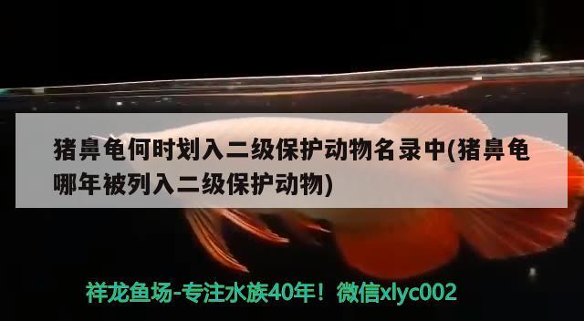 豬鼻龜何時劃入二級保護動物名錄中(豬鼻龜哪年被列入二級保護動物) 豬鼻龜百科