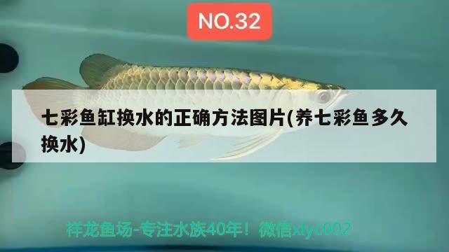 七彩魚缸換水的正確方法圖片(養(yǎng)七彩魚多久換水) 薩伊藍(lán)魚