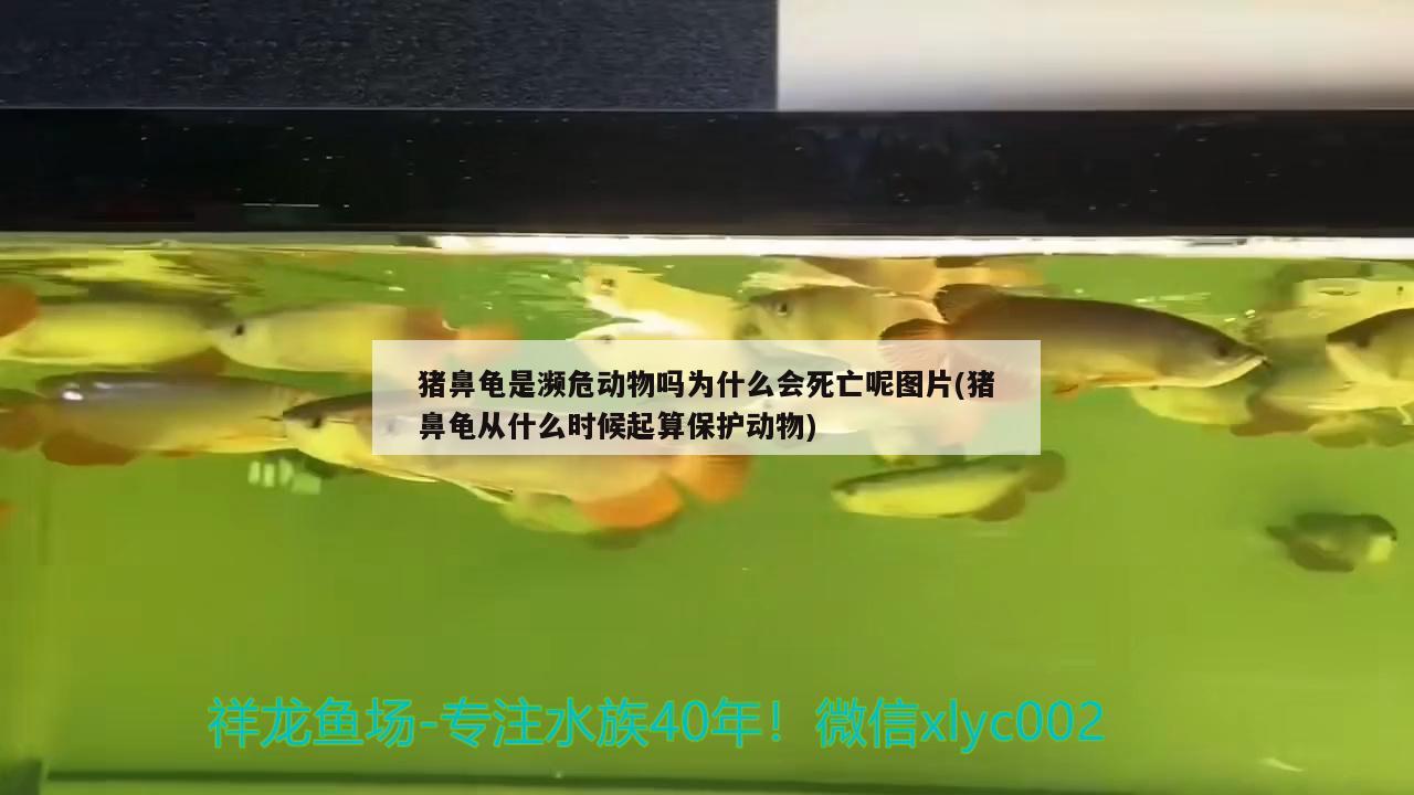 豬鼻龜是瀕危動(dòng)物嗎為什么會(huì)死亡呢圖片(豬鼻龜從什么時(shí)候起算保護(hù)動(dòng)物) 豬鼻龜百科