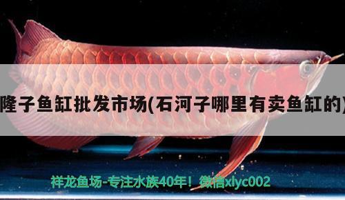 隆子魚缸批發(fā)市場(石河子哪里有賣魚缸的) 魚缸風(fēng)水