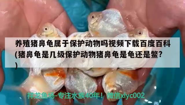 養(yǎng)殖豬鼻龜屬于保護動物嗎視頻下載百度百科(豬鼻龜是幾級保護動物豬鼻龜是龜還是鱉?) 豬鼻龜百科